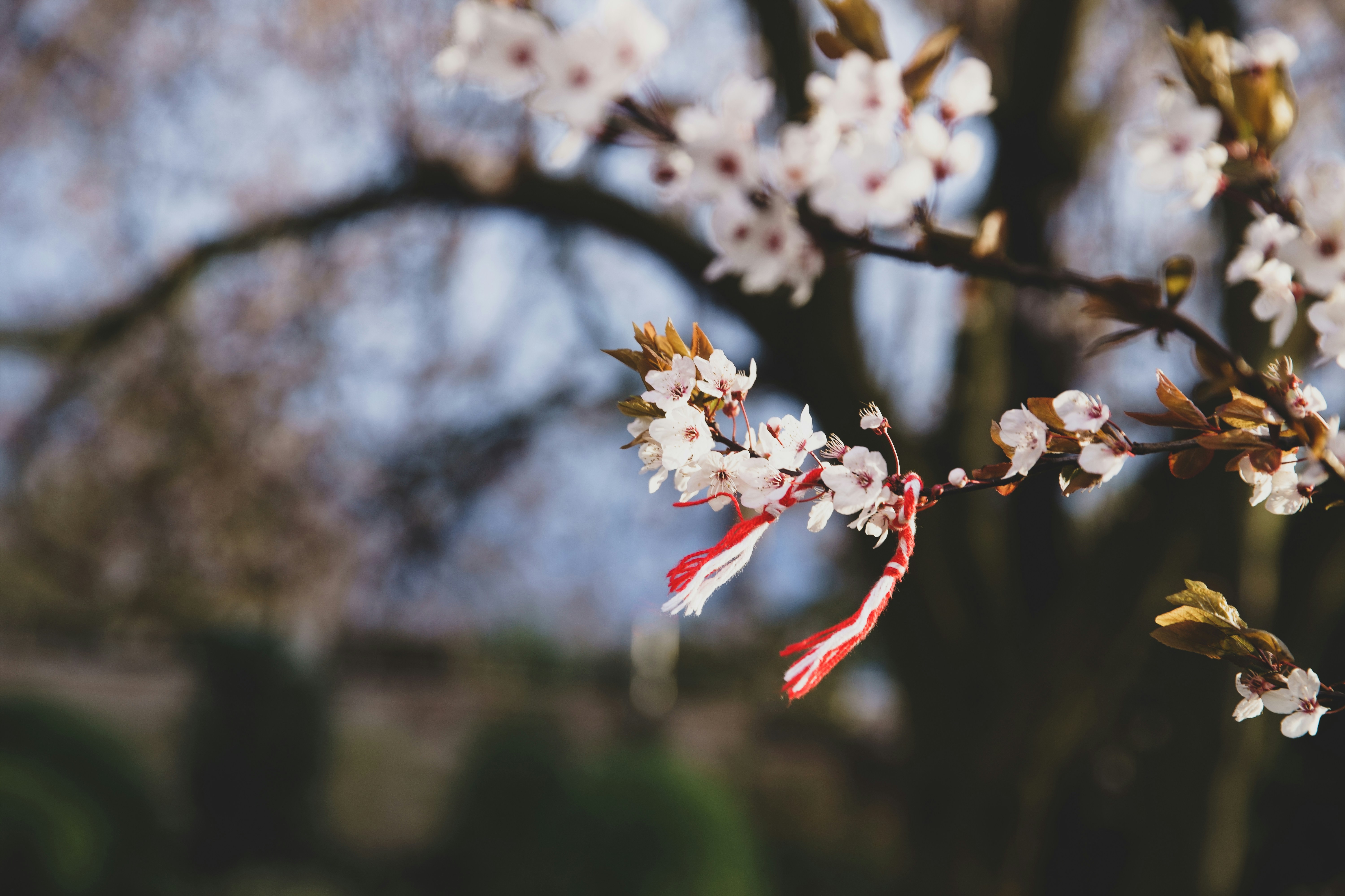 チルトシフトレンズの白と赤の花