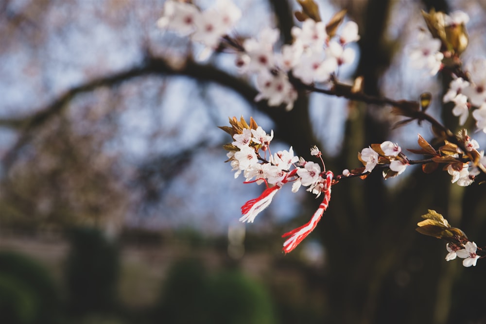 white and red flower in tilt shift lens