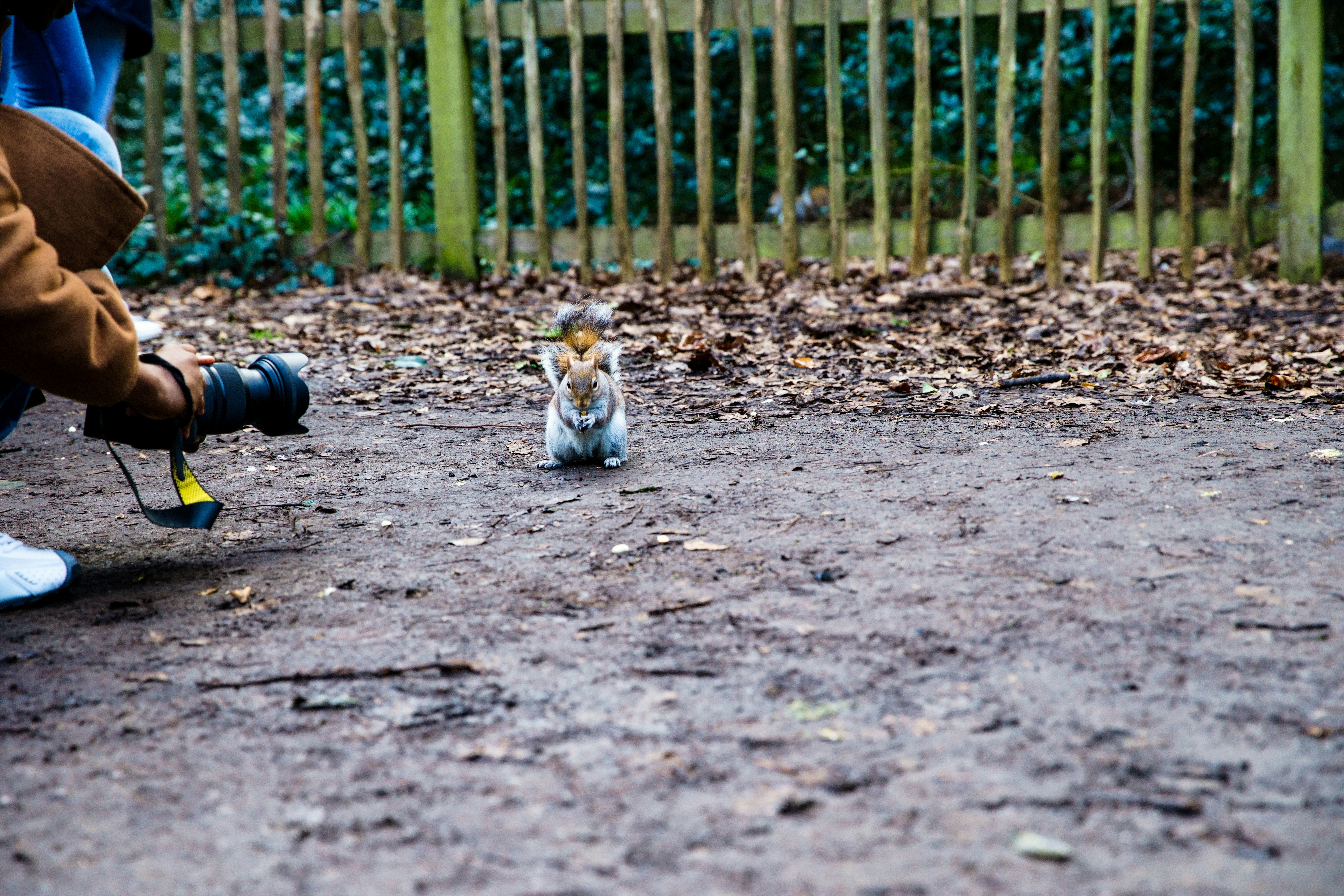 昼間、黒と白のボールの横の地面に座っている白と茶色の猫