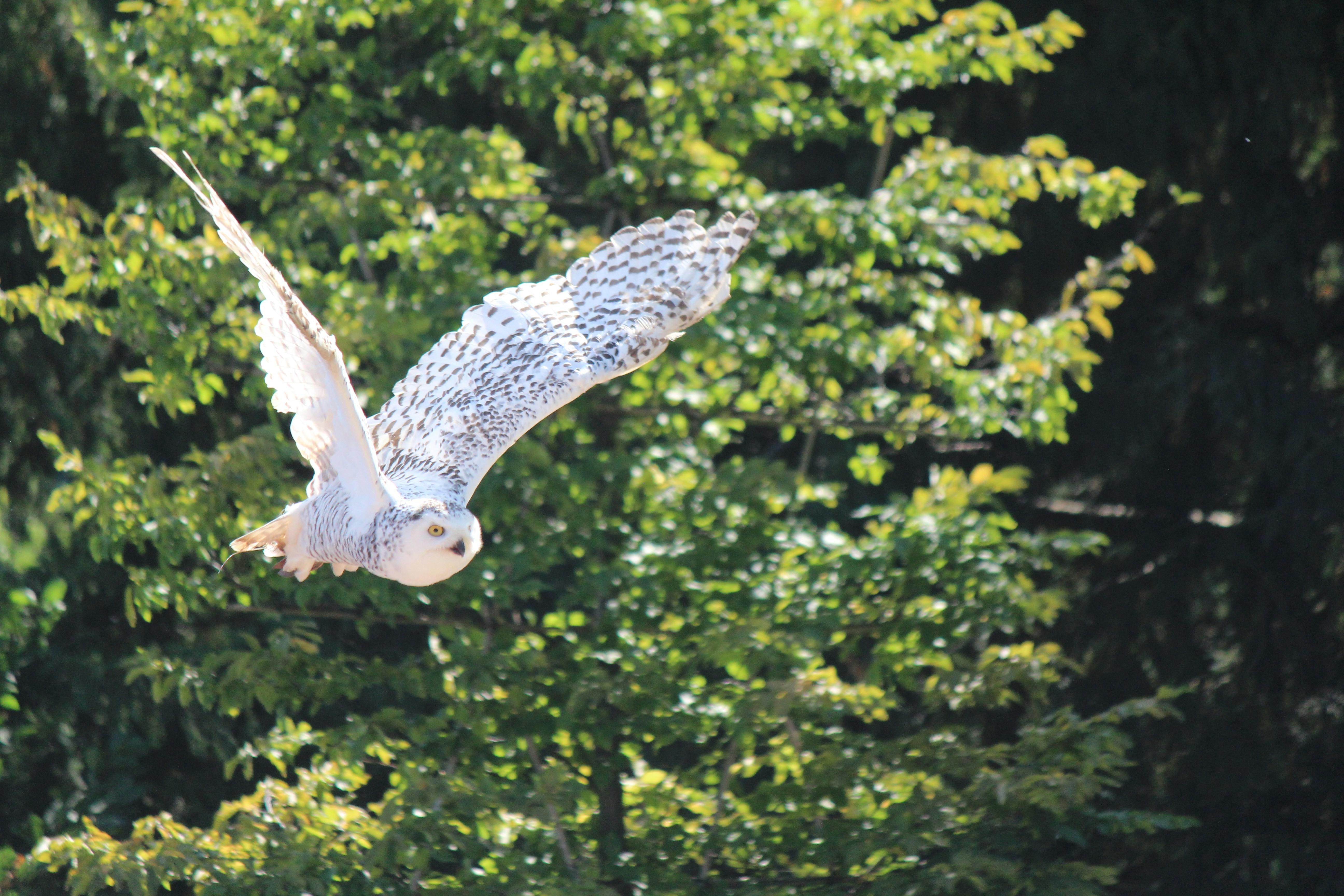 White and black owl flying over green trees during daytime photo Free