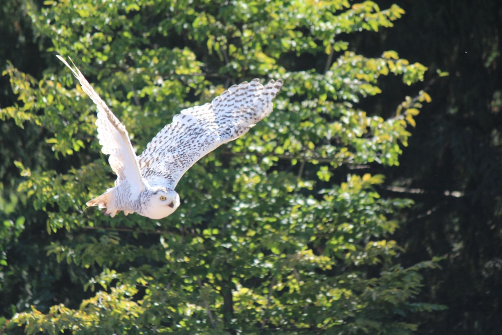 white and black owl flying over green trees during daytime