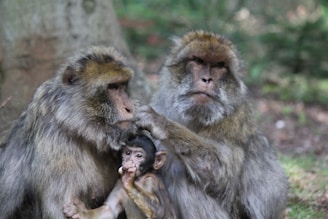 Two adult monkeys are grooming a smaller monkey in a forest setting. The adult on the left is holding the young one while the other adult appears to be helping with grooming.
