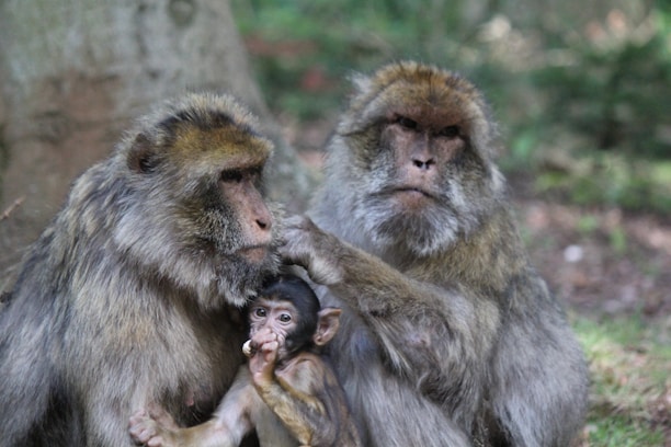 Two adult monkeys are grooming a smaller monkey in a forest setting. The adult on the left is holding the young one while the other adult appears to be helping with grooming.