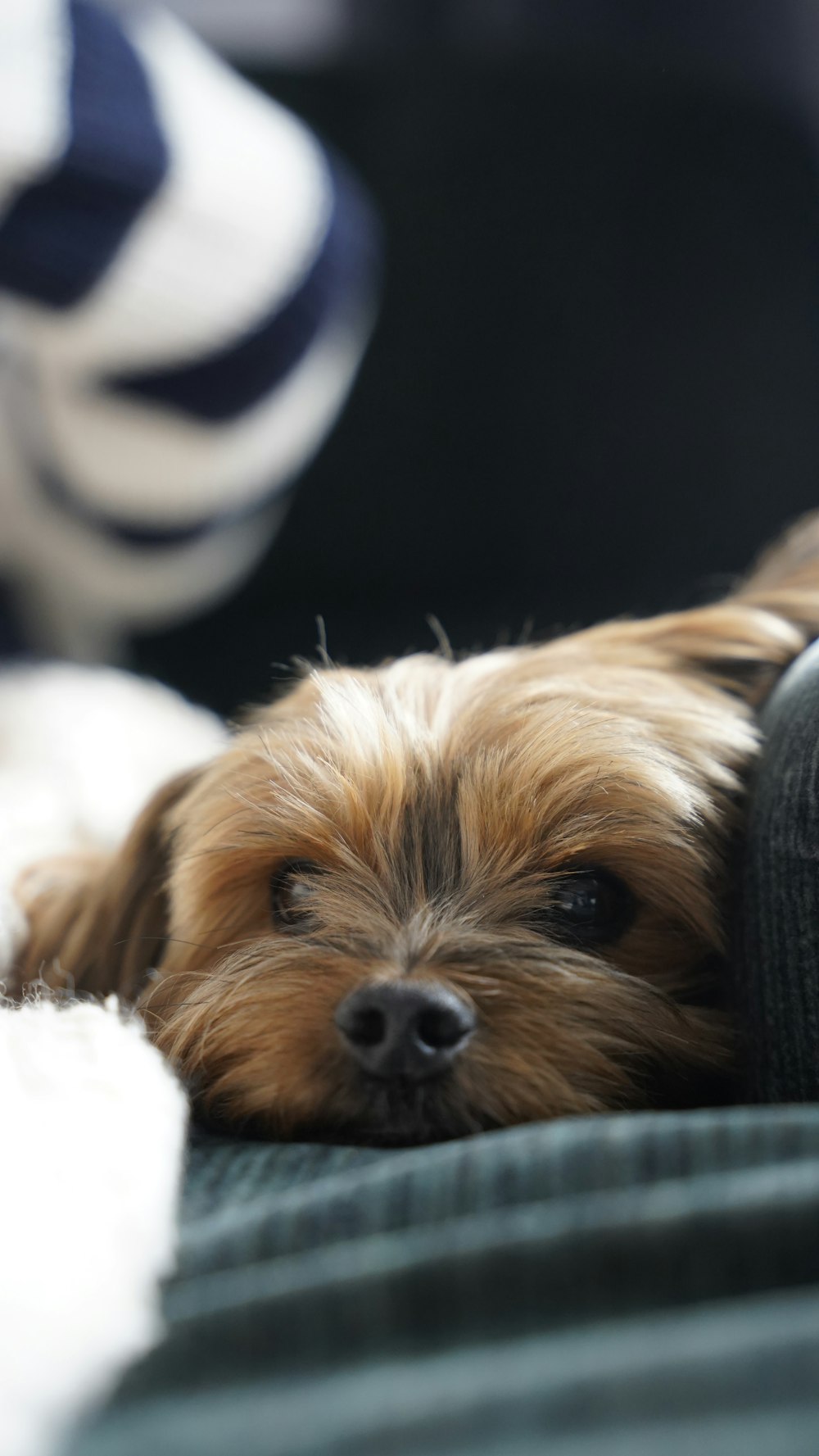 brown and white long coated small dog