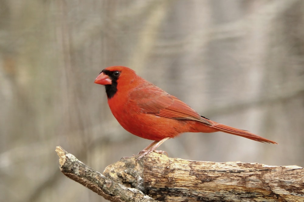 red and black bird on tree branch