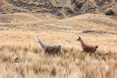 A pair of llamas walking through a vast, dry grassland with a backdrop of rugged, earthy hills. The terrain is covered with tall, golden grass and scattered tufts.