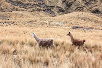 A pair of llamas walking through a vast, dry grassland with a backdrop of rugged, earthy hills. The terrain is covered with tall, golden grass and scattered tufts.
