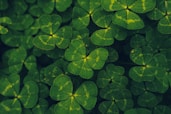 four leaf clovers, St. Patrick's Day, March 17