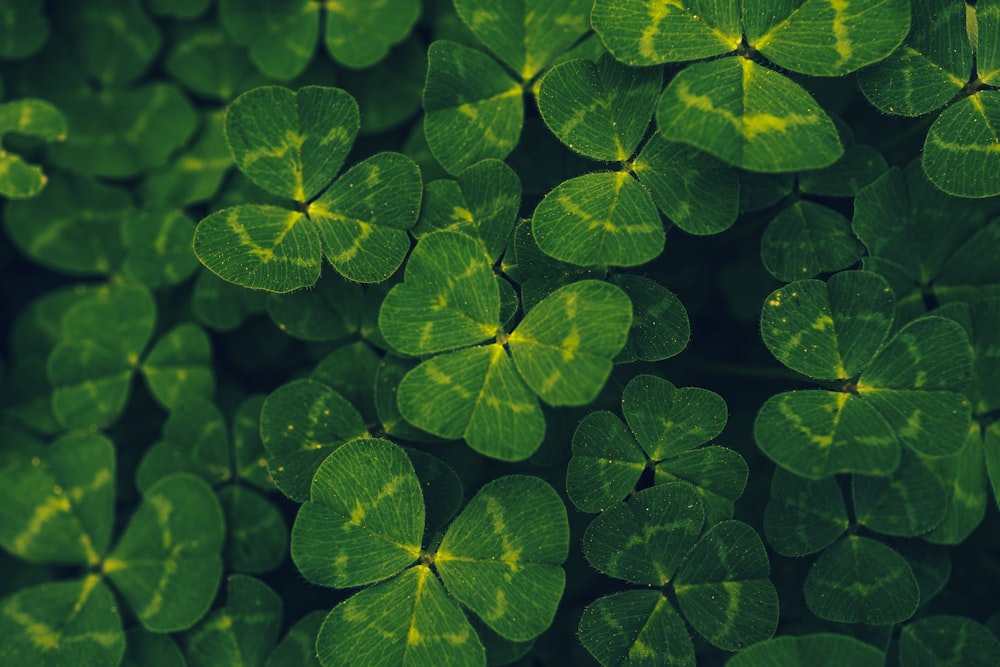 green and yellow leaves in close up photography