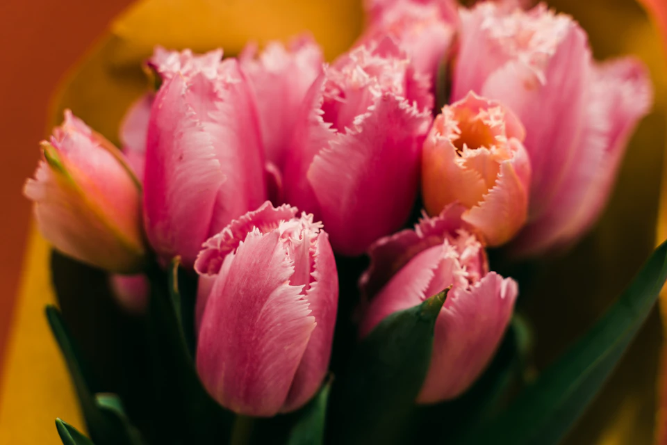 Pink tulips arranged in a loose bouquet with open petals facing right side