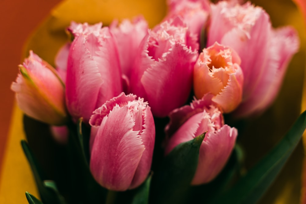 pink and yellow flower petals