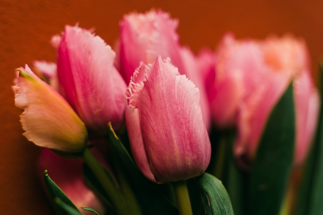 pink tulip in bloom close up photo