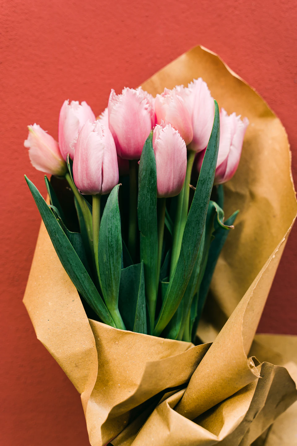 Pink tulips in full bloom inside a brown paper bag on a red wall backdrop