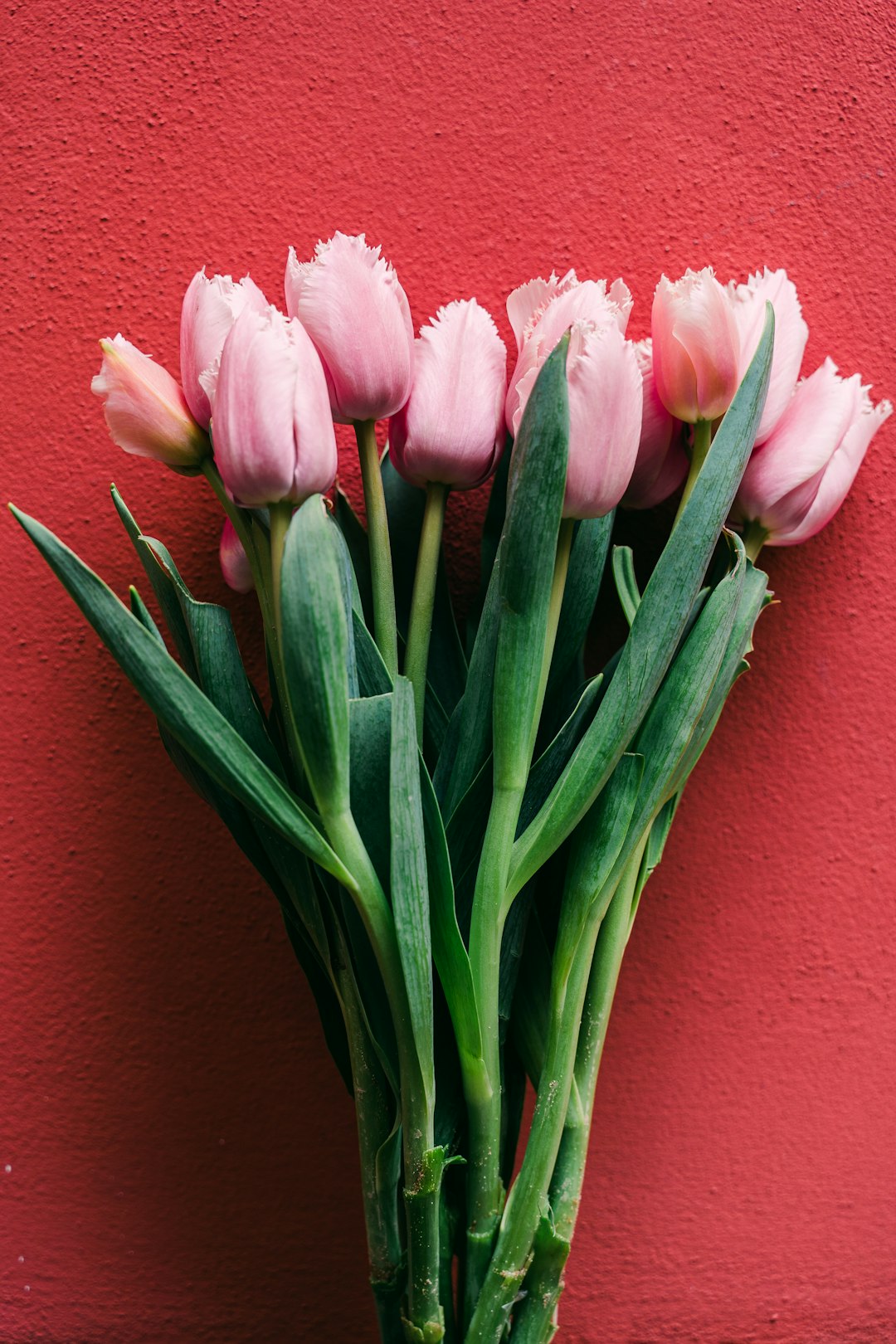 pink tulips beside red wall