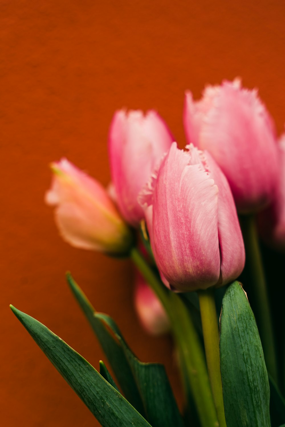 pink tulips in close up photography