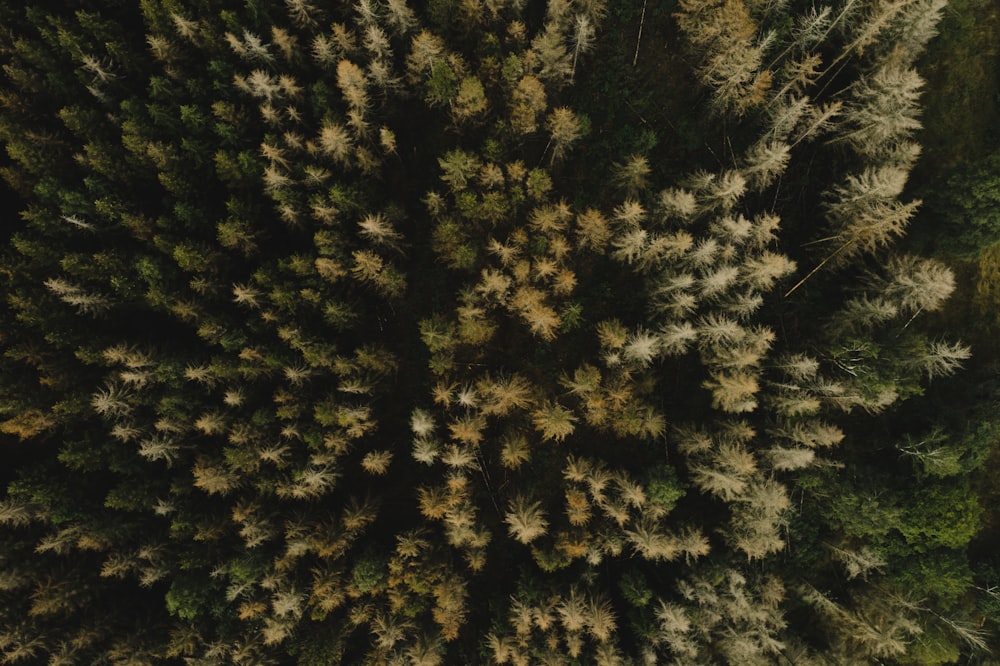 green pine tree during daytime