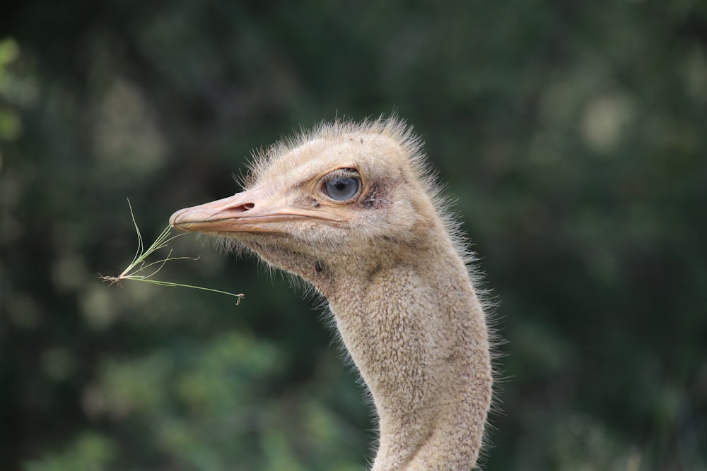 brown ostrich head in tilt shift lens