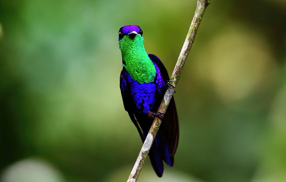 pássaro roxo verde e azul no galho marrom da árvore
