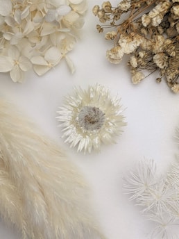 A variety of dried flowers and plants arranged aesthetically against a white background. The composition includes delicate white hydrangea petals, a spiky textured flower, wispy white pampas grass, and small clusters of dried stems.