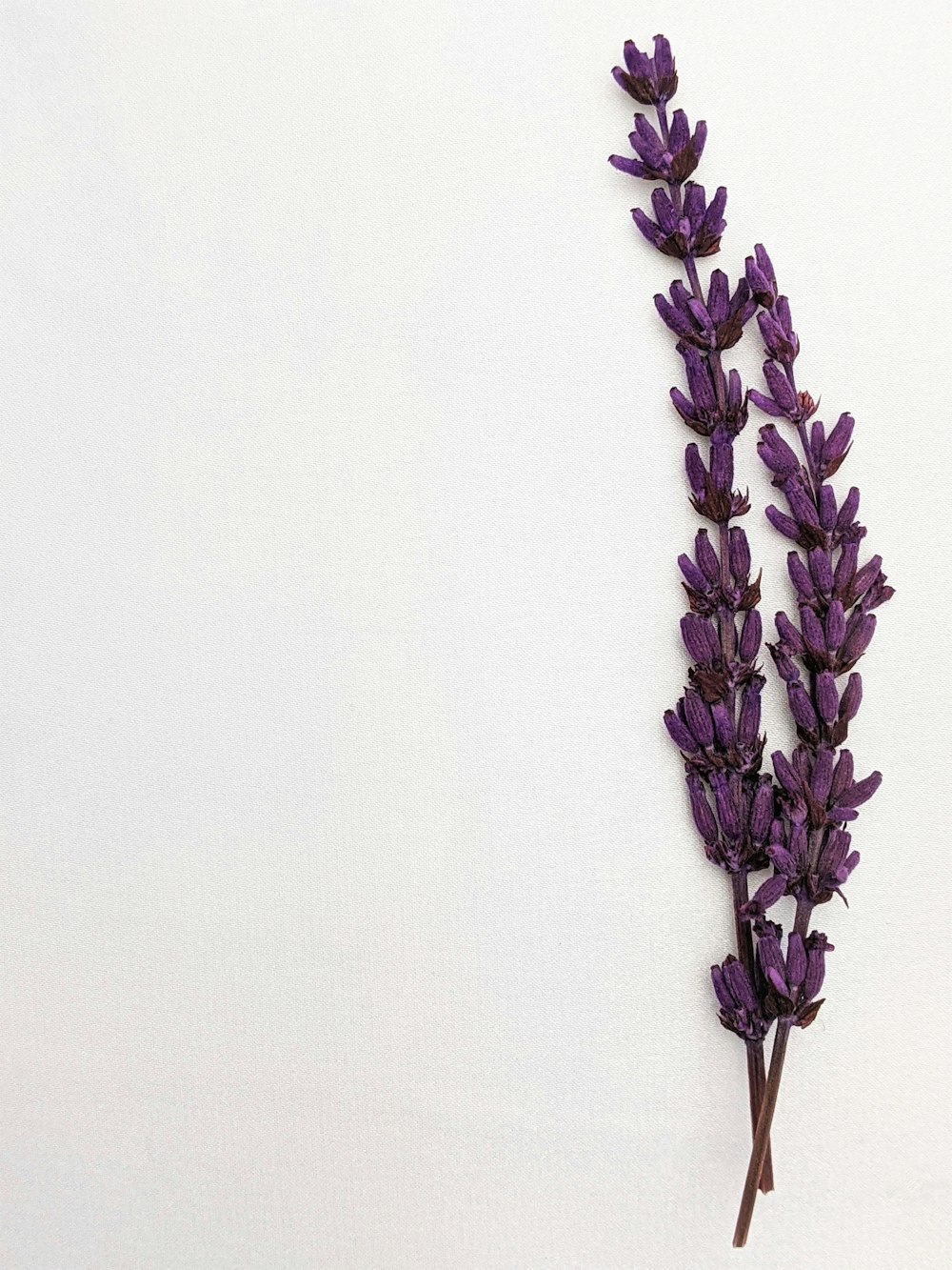 白い壁に紫色の花