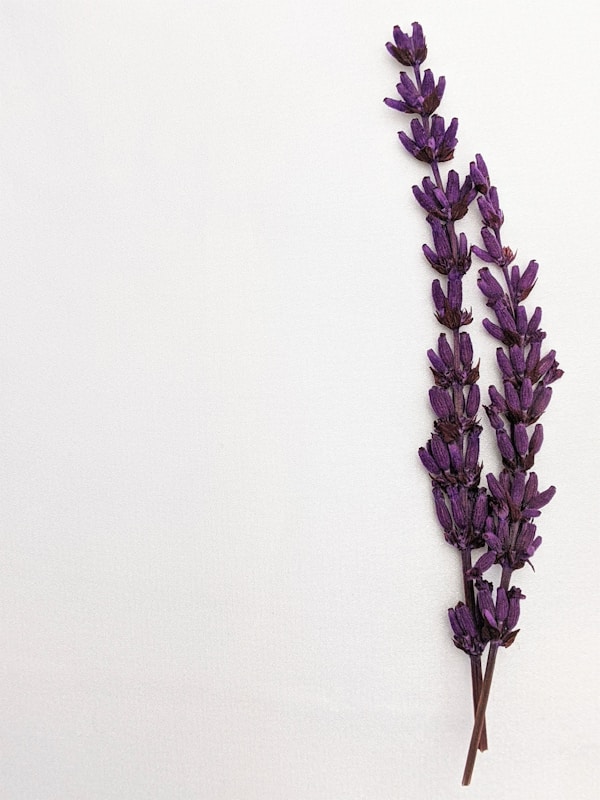Lavender Essential Oil
