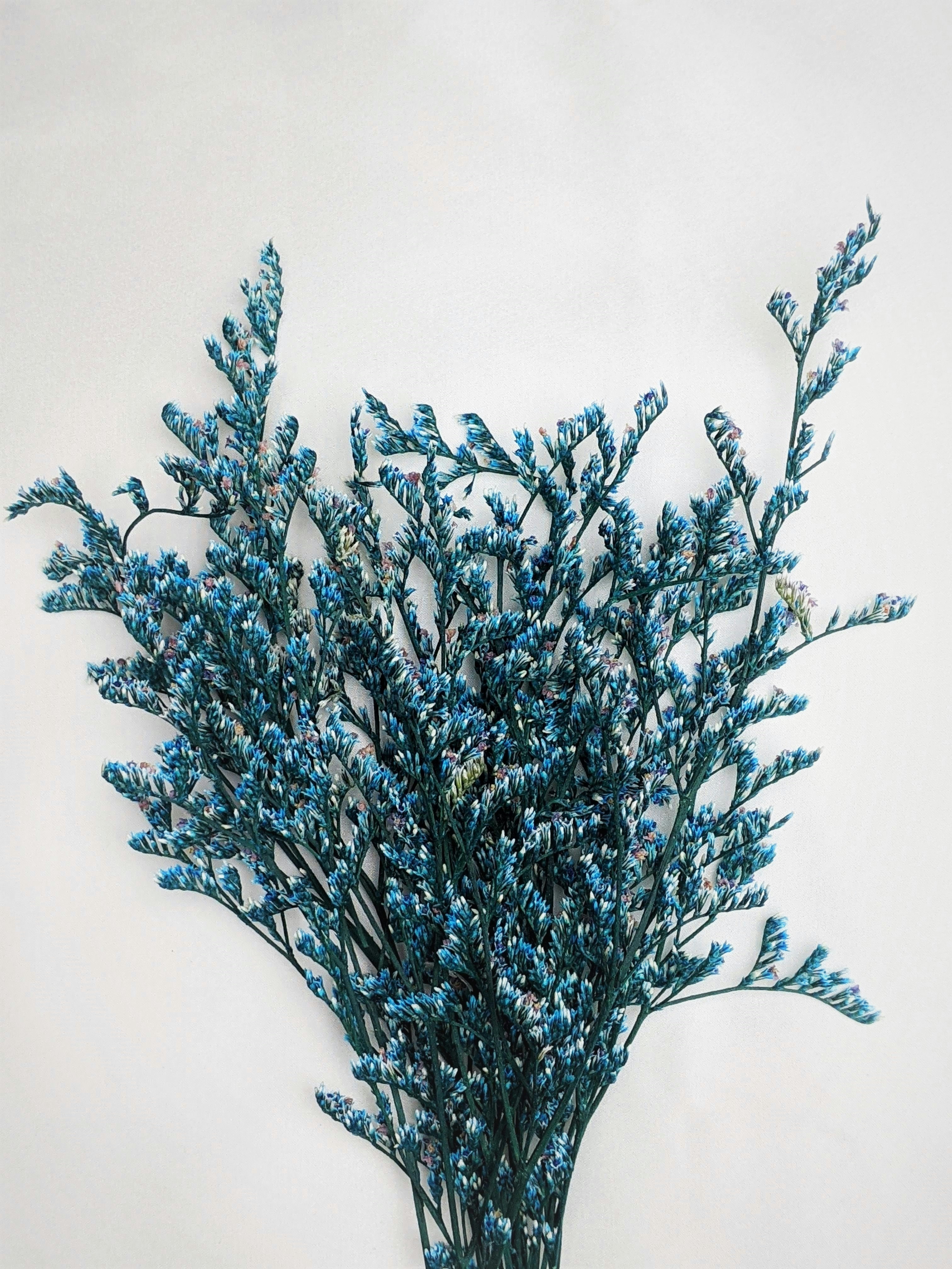 Photo by susan_wilkinson