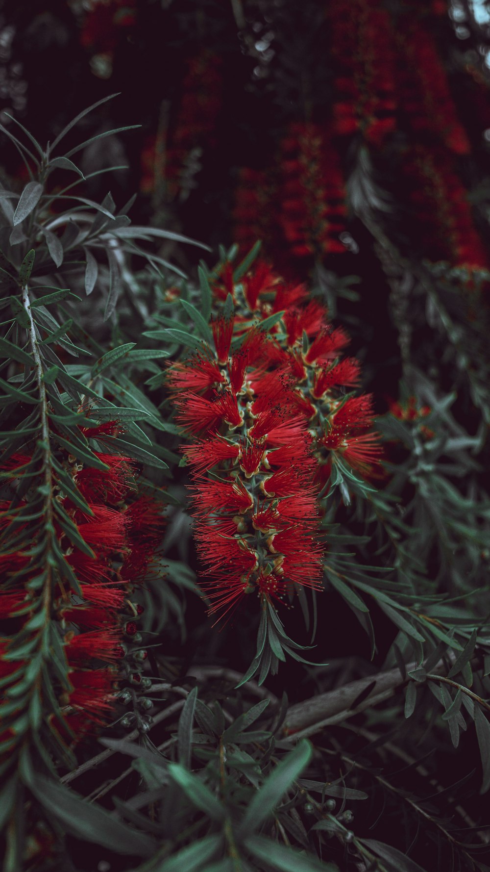 red flower in close up photography