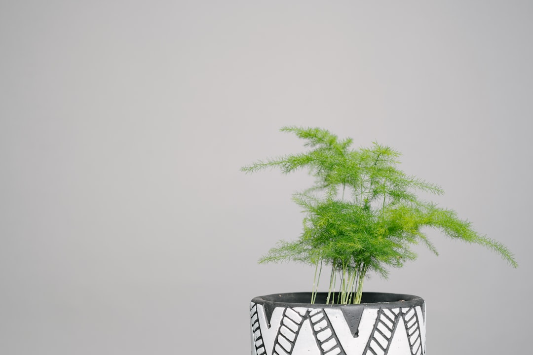 green plant on black and white ceramic pot