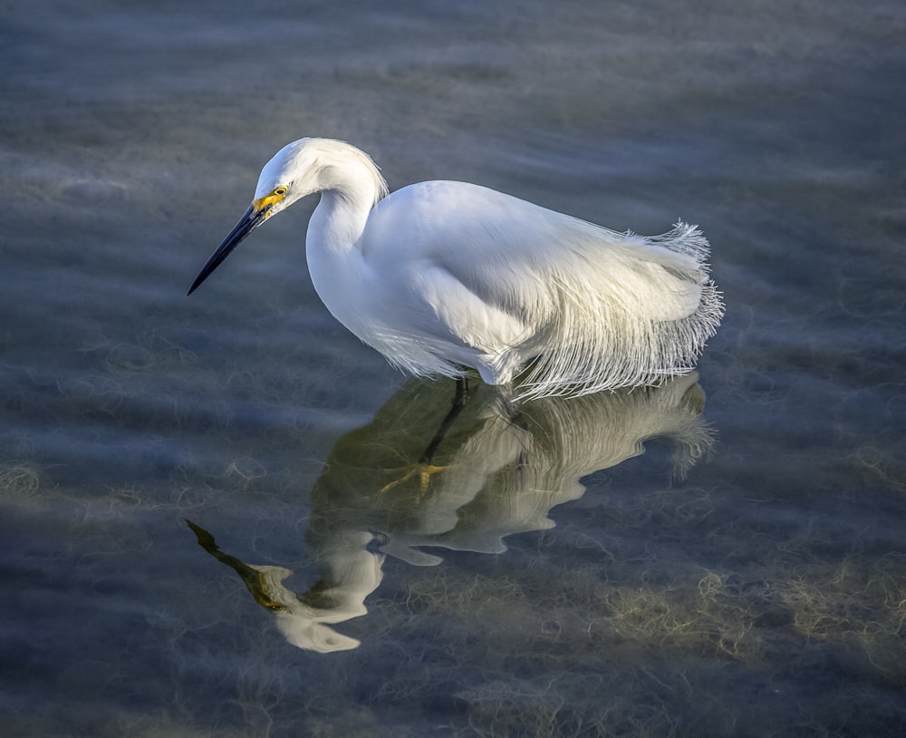 white bird on body of water during daytime