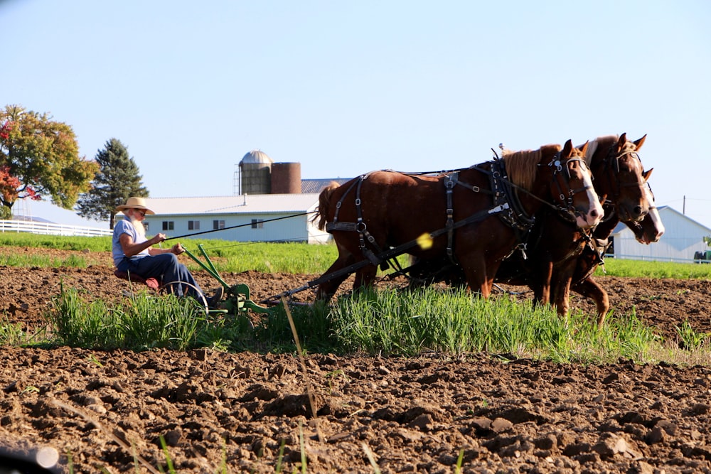 brown horse on brown field during daytime