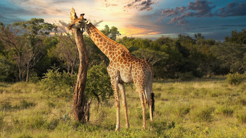 giraffe standing on green grass field during sunset