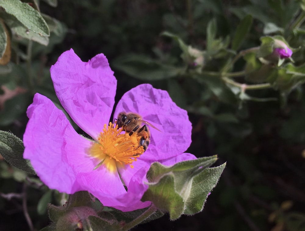 蜂の上にピンクの花