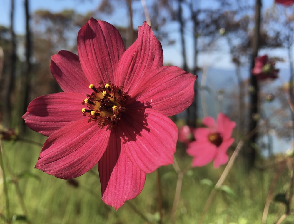 pink flower in tilt shift lens