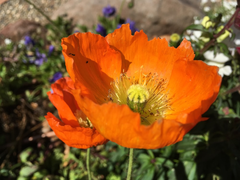 orange flower with green leaves