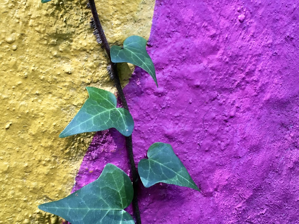 green leaf on purple textile