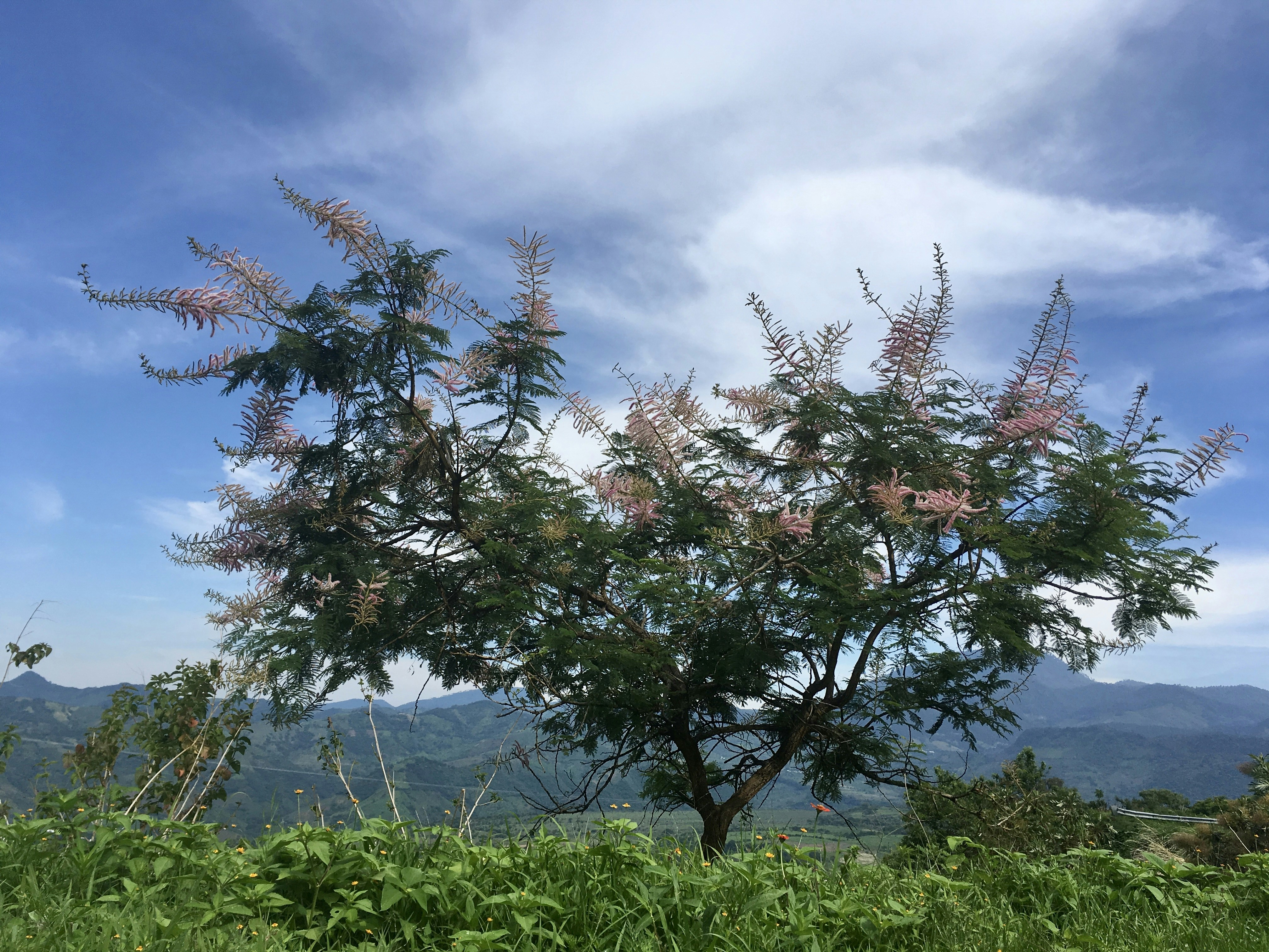 green grass field near green trees under white clouds during daytime