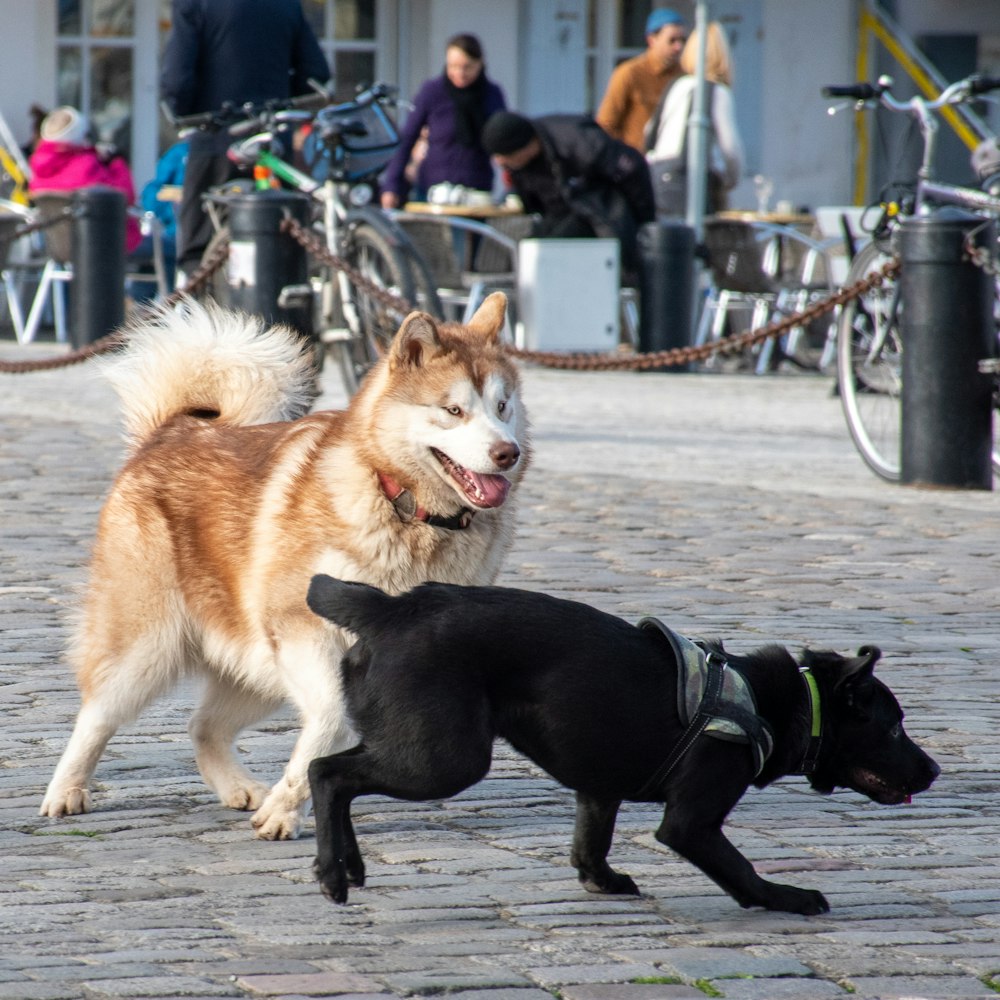 schwarze und braune Hunde, die tagsüber auf schneebedecktem Boden laufen