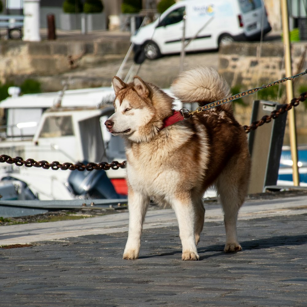 Husky siberiano marrón y blanco en la carretera durante el día