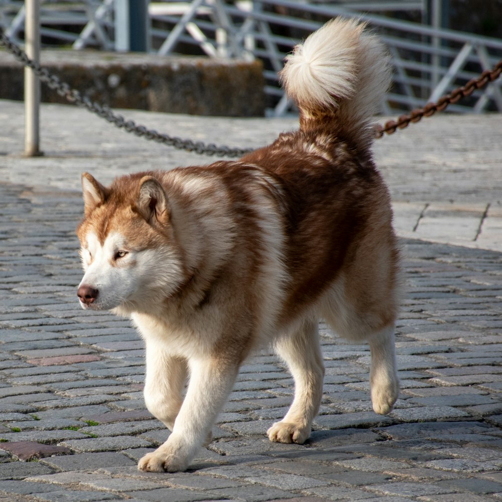 Cucciolo di husky siberiano marrone e bianco sul molo di legno marrone durante il giorno