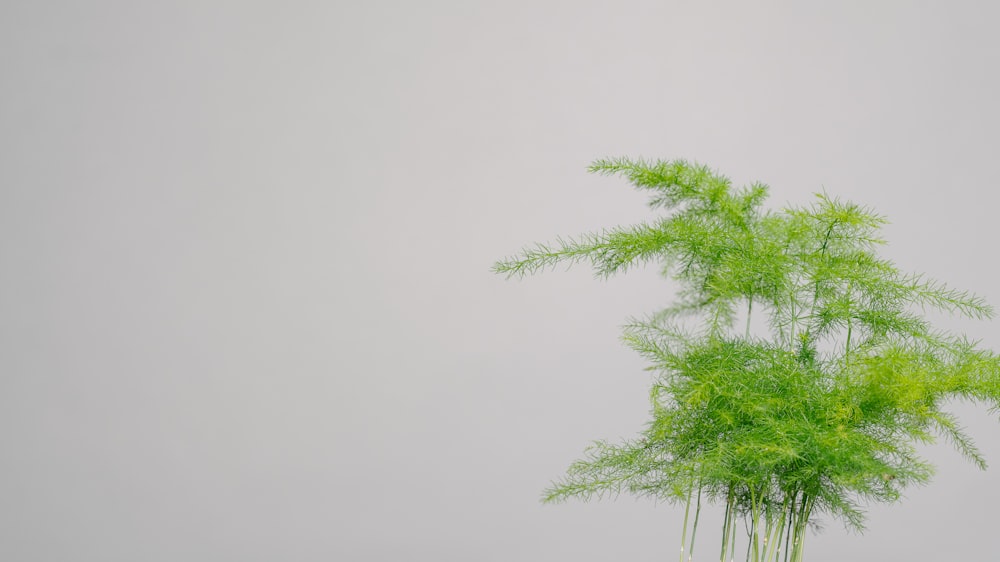 green tree under white sky