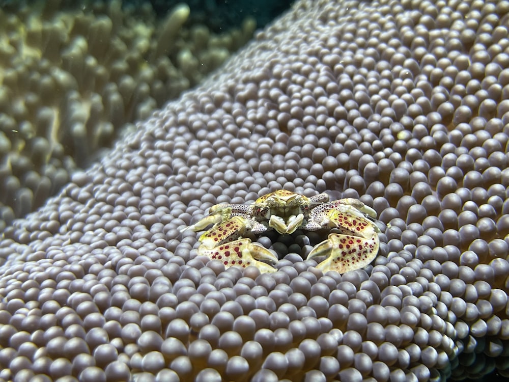 Rana marrón y gris en el arrecife de coral