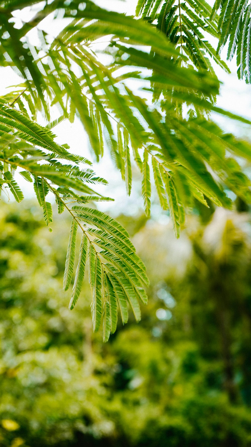 árbol de hoja verde durante el día