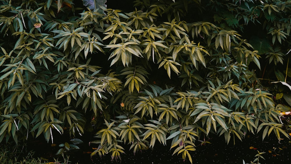 green leaves plant during night time