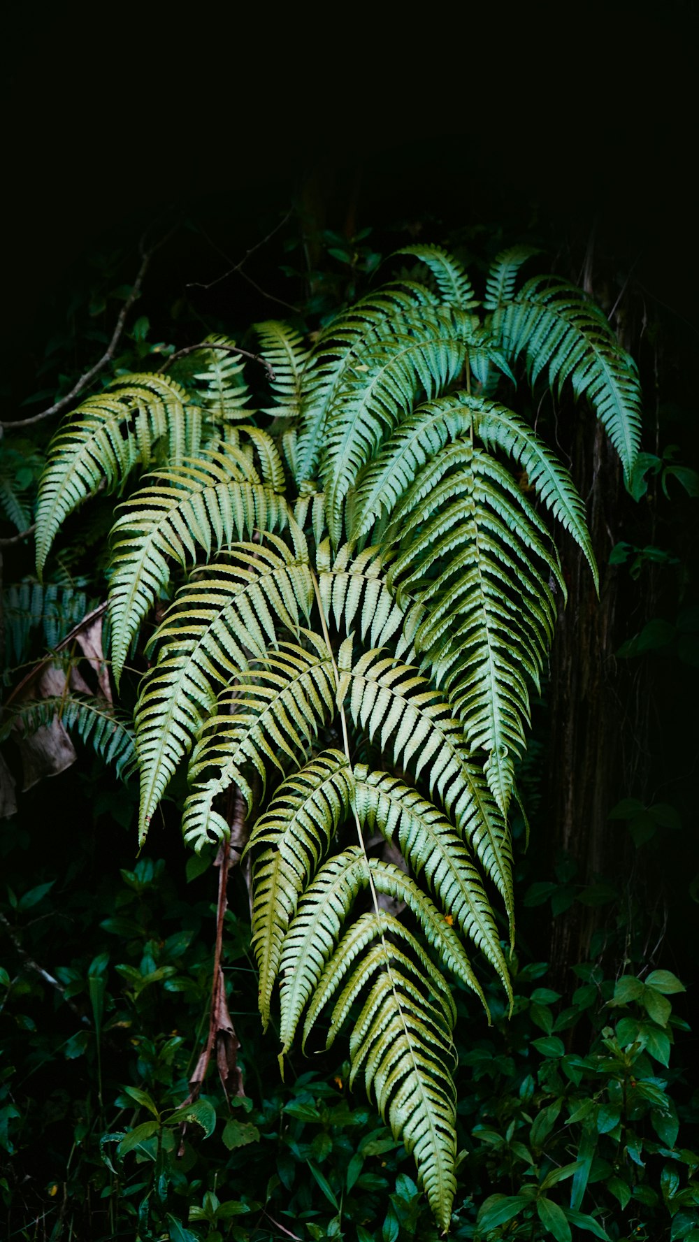 green palm plant during nighttime