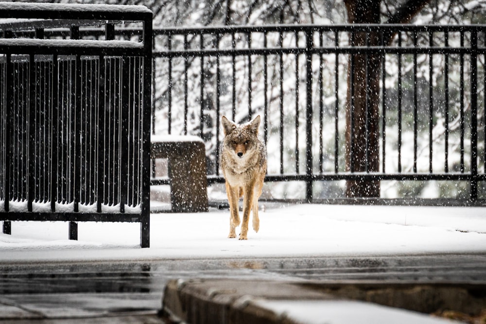 brown fox on snow covered ground during daytime