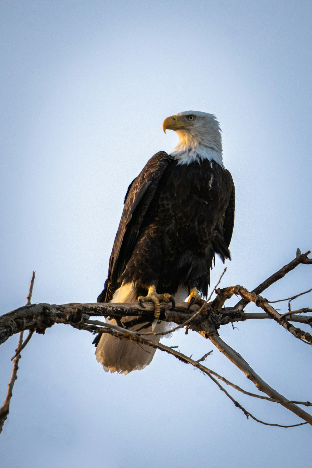 águila blanca y negra en la rama marrón del árbol