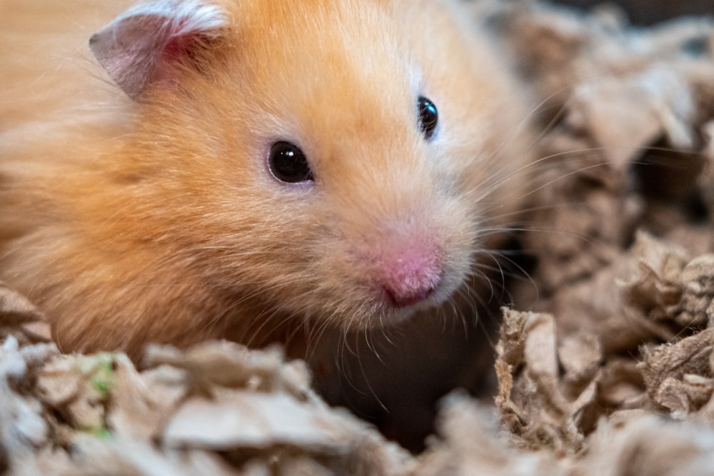 brown hamster on brown textile