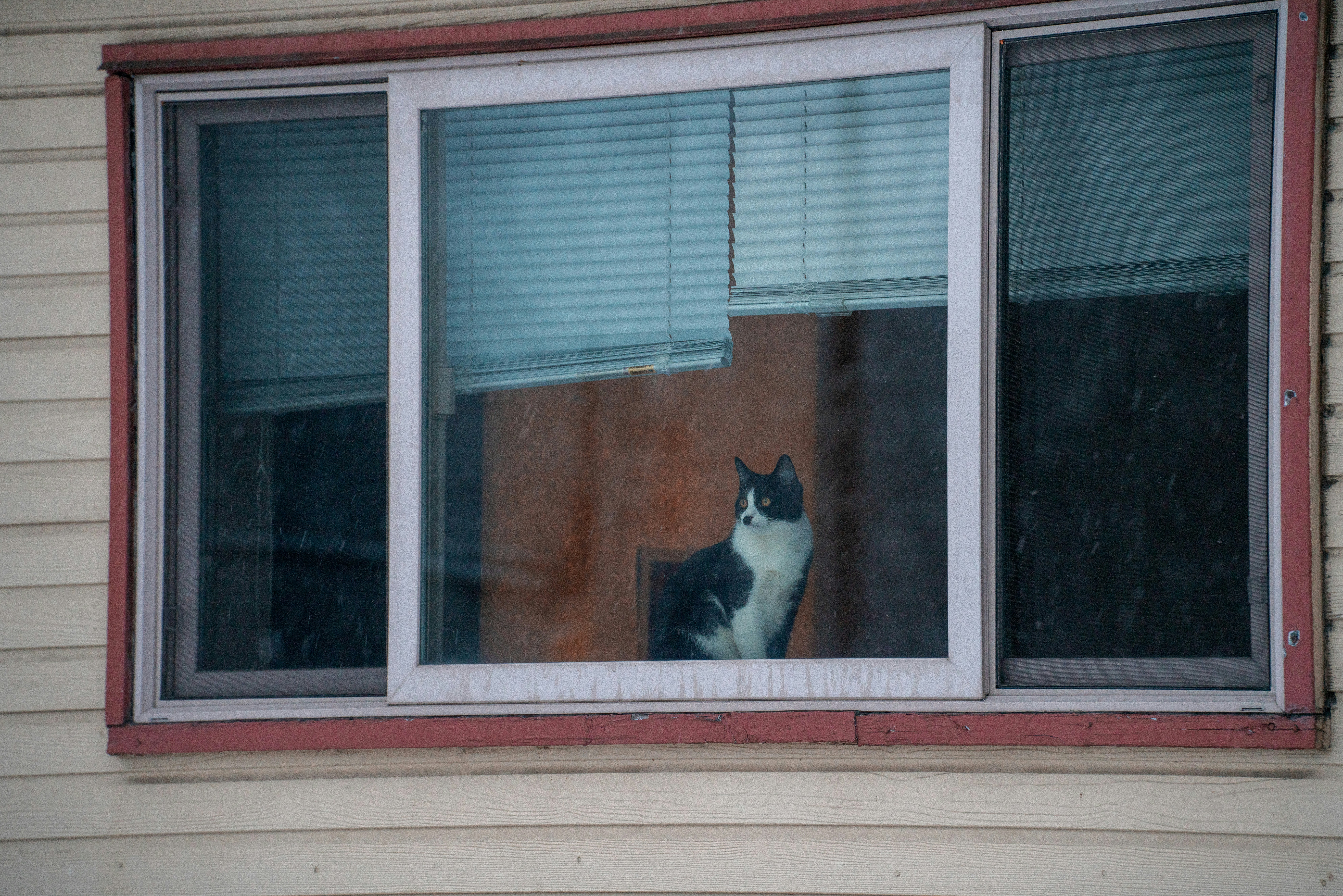 窓辺の白猫と黒猫の写真 Unsplashで見つける猫の無料写真