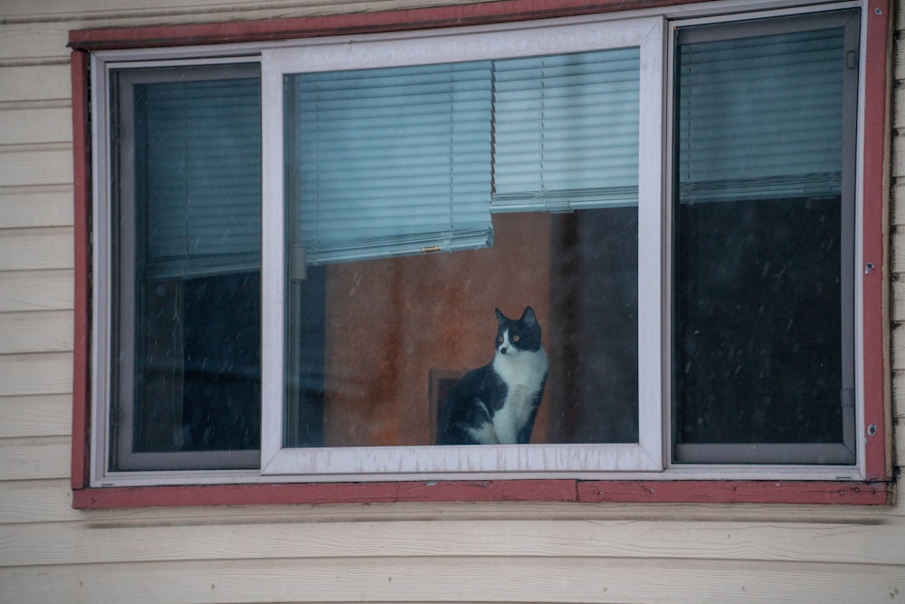 窓の上の白と黒の猫