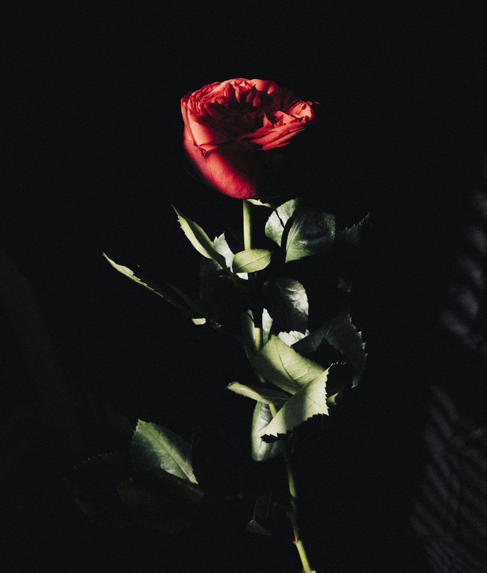 red rose in bloom close up photo